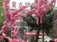 慶陽林業(yè)學(xué)校2020年招生計劃