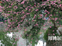 廣西民族中等專業(yè)學(xué)校怎么樣、好不好