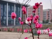 綿陽廣播電視大學(xué)2023年有哪些專業(yè)