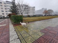 隴南師范高等?？茖W(xué)校2023年招生簡(jiǎn)章